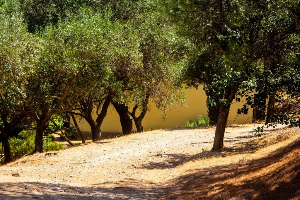 Arboleda de olivos al sol